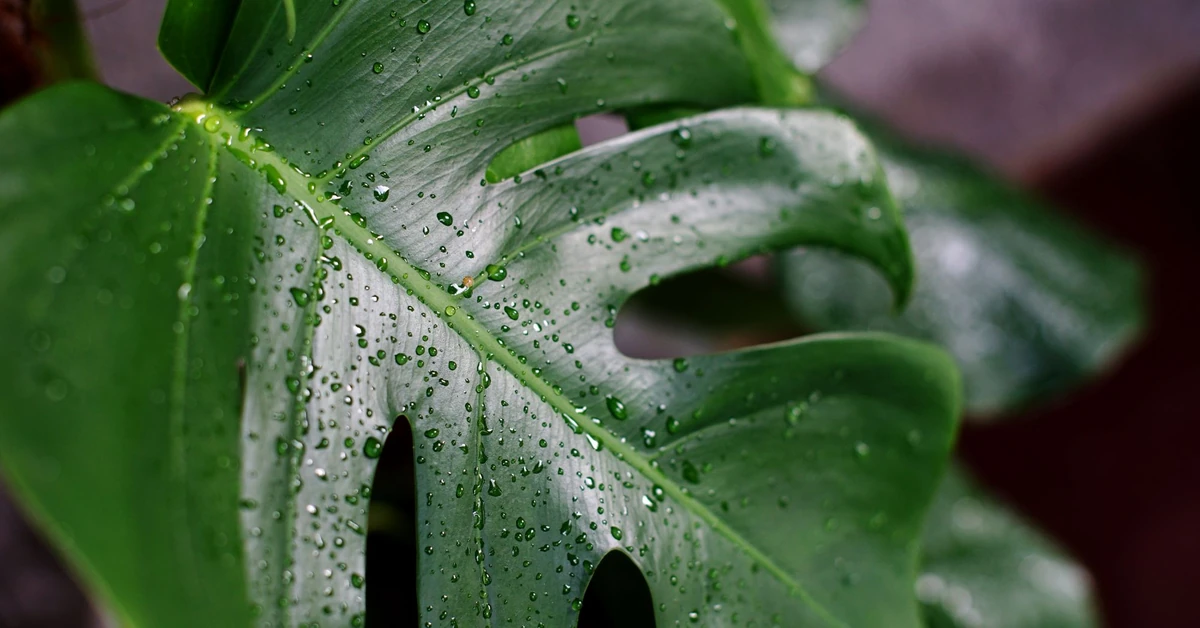 Dlaczego monstera "płacze"? Co zrobić gdy monstera "płacze"? Co oznaczają krople wody na liściach monstery? Czy monstera jest trująca?