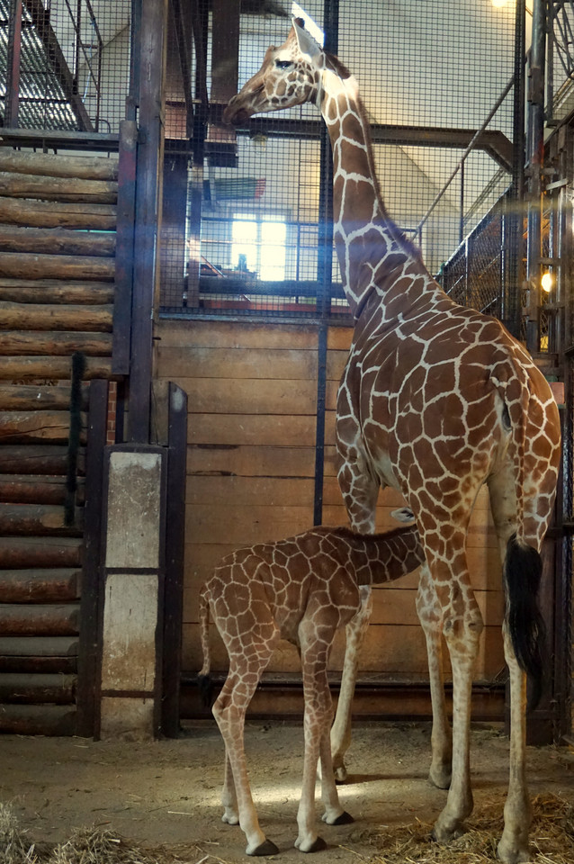 Żyrafa siatkowana Irma z matką Imarą