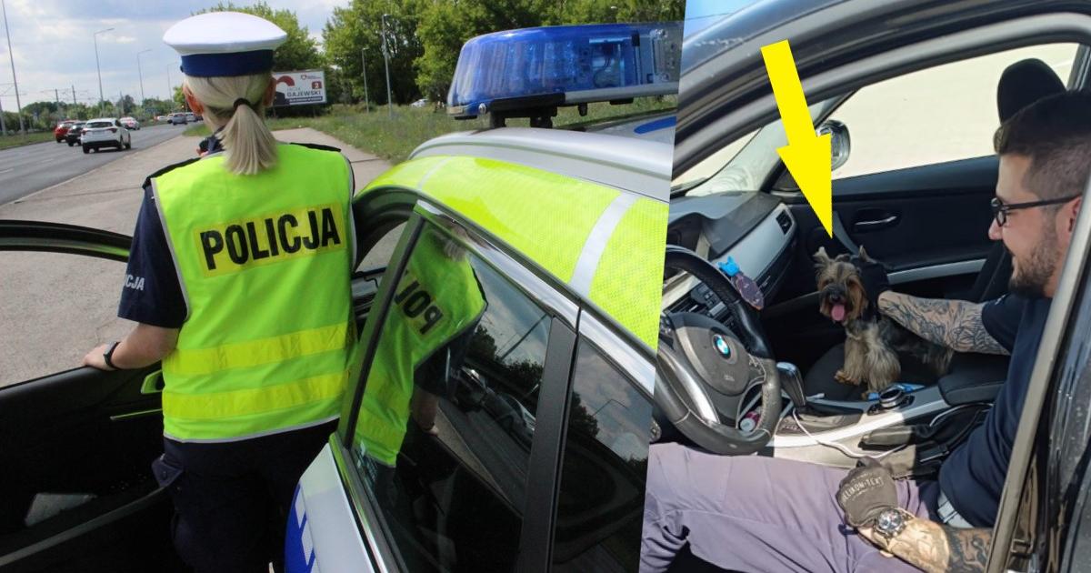  Poszli chłodzić się w basenie, a yorka zostawili w rozgrzanym BMW. Uratowali go policjanci