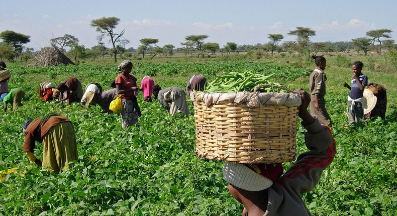 Nigerian farmers paid N140 million to bandits in three years amidst rising insecurity