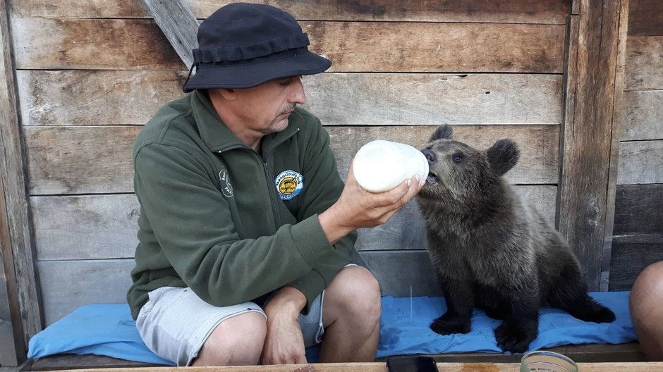  Medvedice su kao male, nakon smrti njihovih majki, pornađene u šumama Ozrena