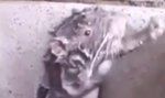 Niesamowite wideo! Szczur kąpie się jak człowiek
