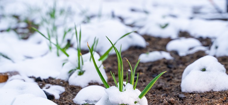 Co można siać w listopadzie? Jakie warzywa urosną w listopadzie i grudniu