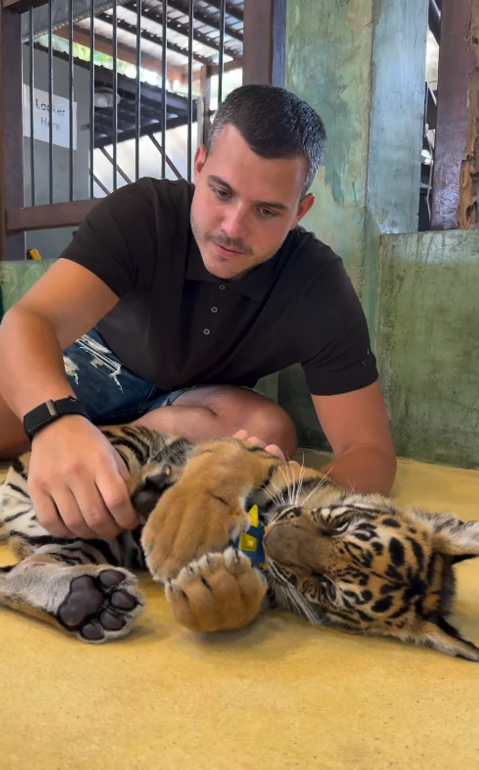 Viktor Živojinović se igra sa tigrom