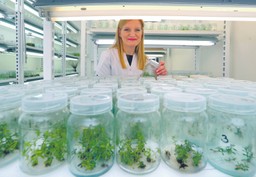 EUREKA DGP: Prosimy zestresować lawendę