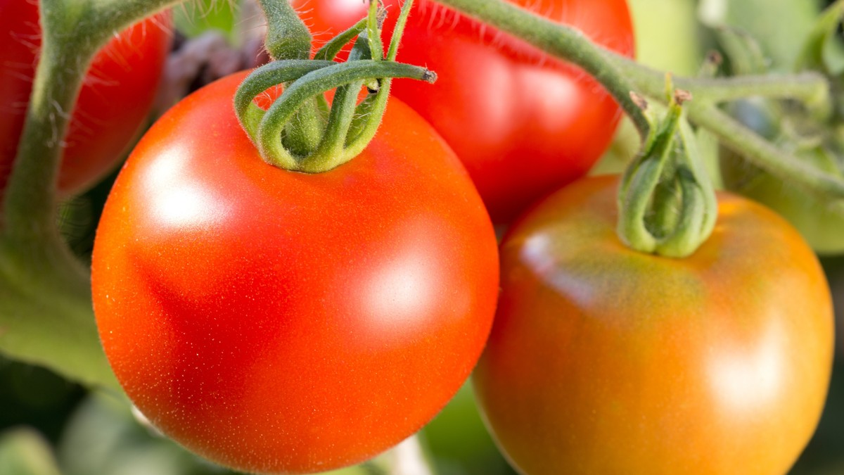 Pospite ovaj prah oko paradajza za veći rod: Trik za krupnije i sočnije plodove