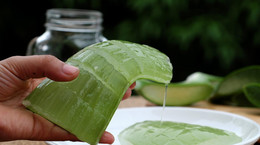 Aloe juice - properties, contraindications, dosage, price