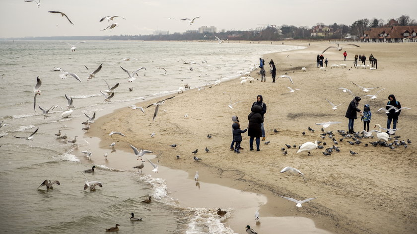 Sopot znalazł się w strefie zagrożenia wystąpieniem ptasiej grypy