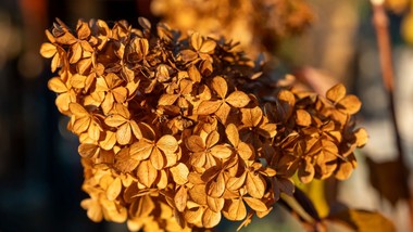 kiedy obcinać suche kwiaty hortensji bukietowej i ogrodowej? czy usuwać suche kwiaty hortensji