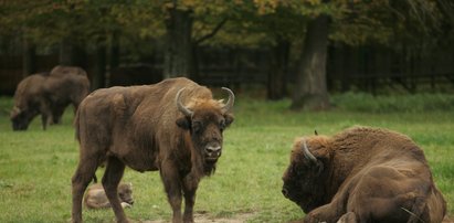 W Hiszpanii nie chcą polskich żubrów. Jaki mają z nimi problem?