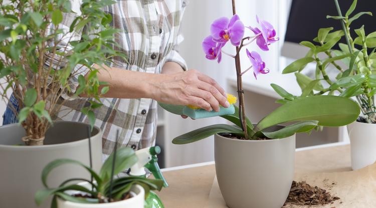 Így szaporítsd könnyen az orchideát Fotó: Getty Images