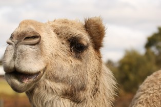 Zamieniają luksusowe samochody na wielbłądy. Siła tradycji