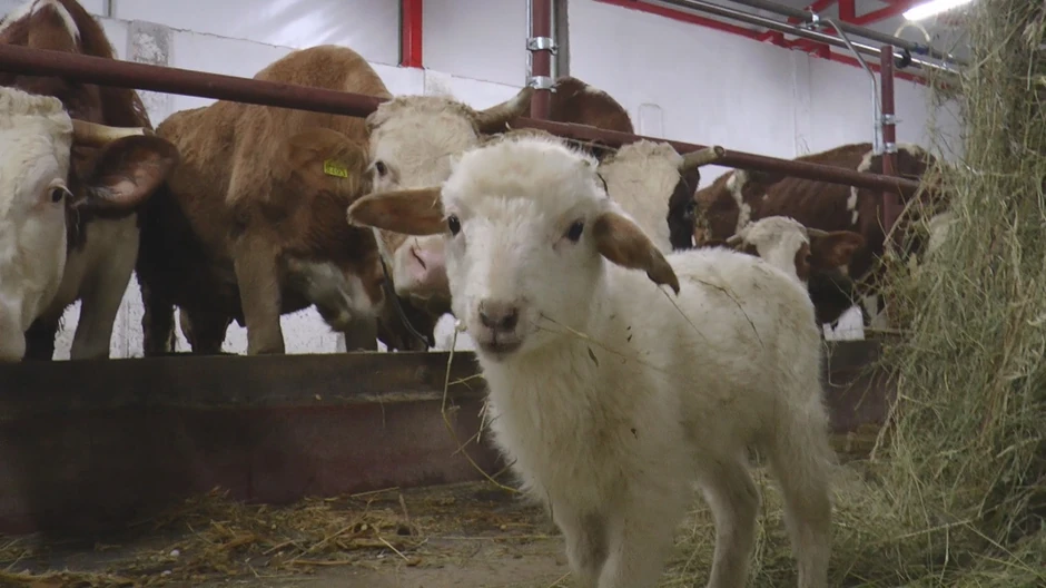 Poljoprivrednik Milija iz Knića