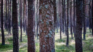 Rząd zajmie się zmianą regulacji dobrych praktyk w gospodarce leśnej