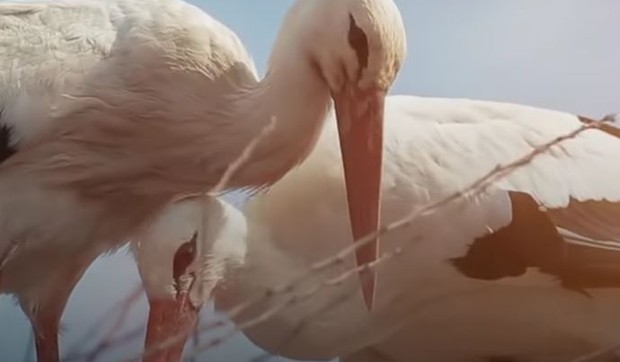 Klepetan ima novu ljubav - Snajku