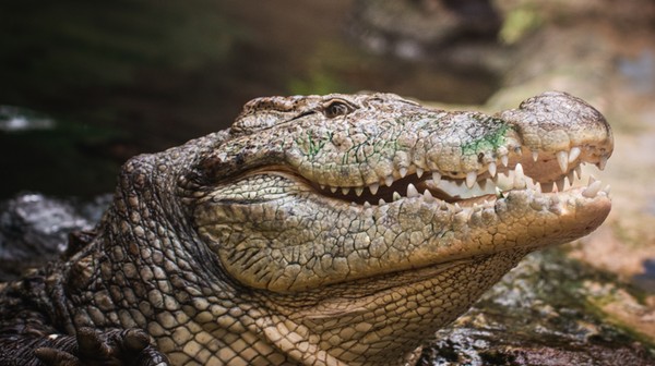 To jeden z najstarszych mieszkańców zoo