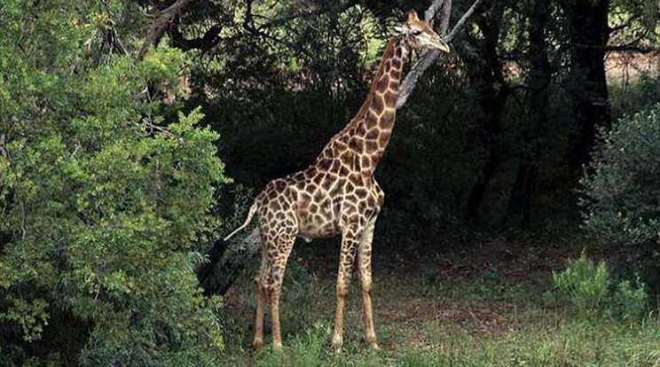 Geraldnak, a zsiráfnak nem eshet bántódása a tragikus eset miatt