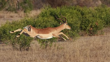 Impala uciekła gepardom prosto do… samochodu przejeżdżających turystów