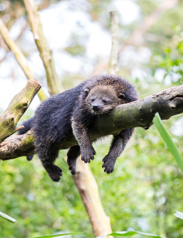 Binturong orientalny.