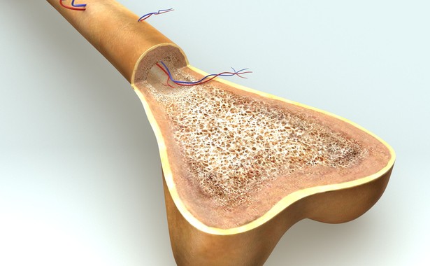 Białko obecne w kości może pomóc w walce z rakiem