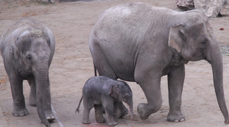 Arun az anyjával (balra) és Ashával, aki már nem él /Fotó: BudapestZOO 