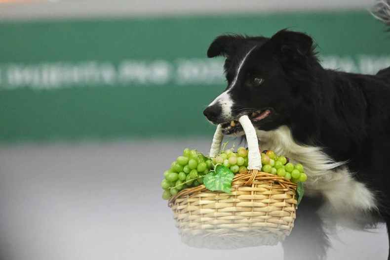 graničarski škotski ovčar