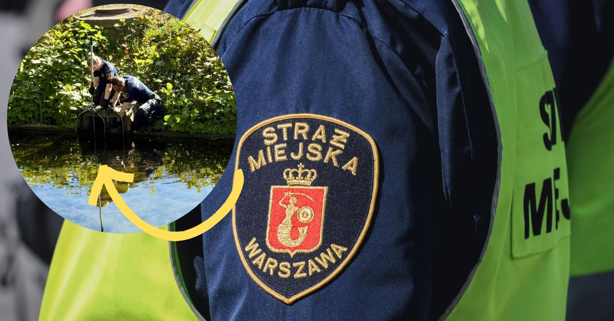 Matka nurogęś pożarta przez rybę w Łazienkach Królewskich. Straż Miejska ratuje pisklęta