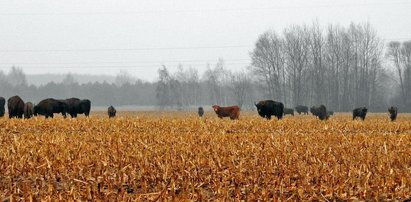 Polska krowa uciekła ze wsi i przyłączyła się do stada żubrów!