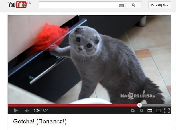 Kot przyłapany na gorącym uczynku hitem Internetu