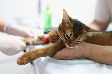 Súlyos következményekkel járhat, ha ezt a vitamint túladagolja macskájánál!