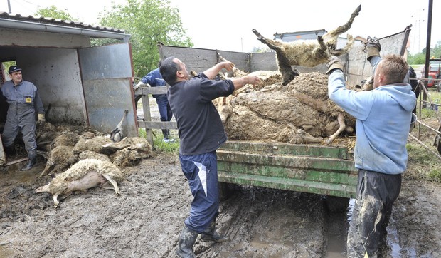 476103_poplave-zivotinje-01rasfoto-vladislav-mitic