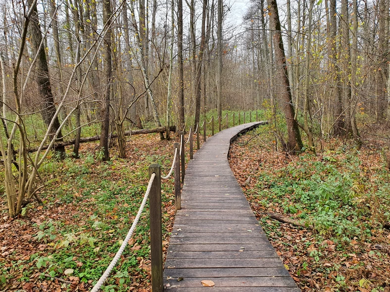Ścieżki piesze w Białowieskim Parku Narodowym, Białowieża