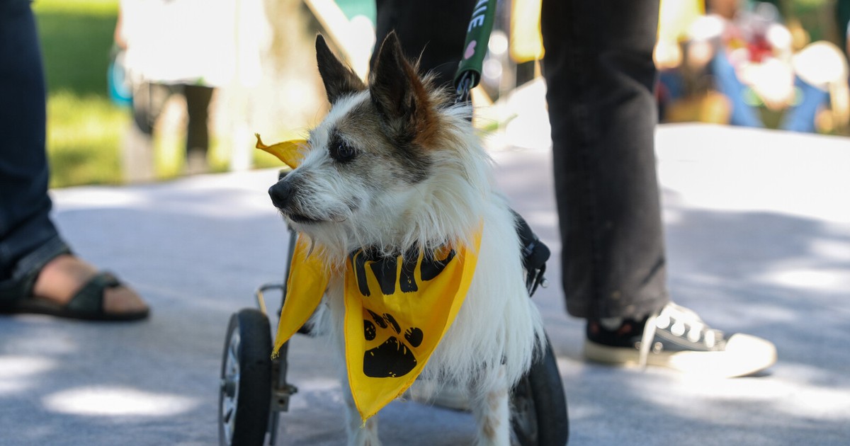 Zimowa zbiórka dla podopiecznych Towarzystwa Opieki nad Zwierzętami