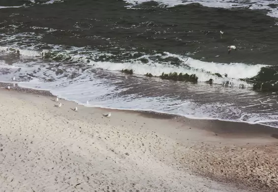 Wielkie sprzątanie plaż - czysty Bałtyk po raz pierwszy 