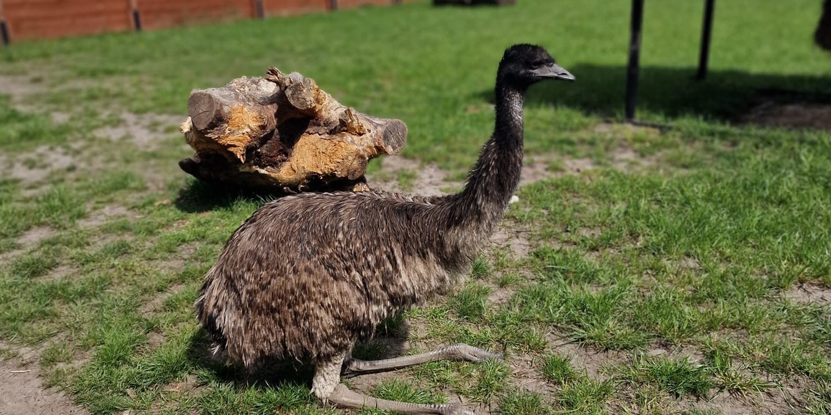 Zoo w Borysewie pod Łodzią.  Emu wychowywane przez tapira.