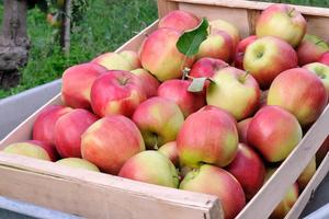 Rząd ureguluje należności dla przetwórców jabłek. Ardanowski: „złamaliśmy monopol"
