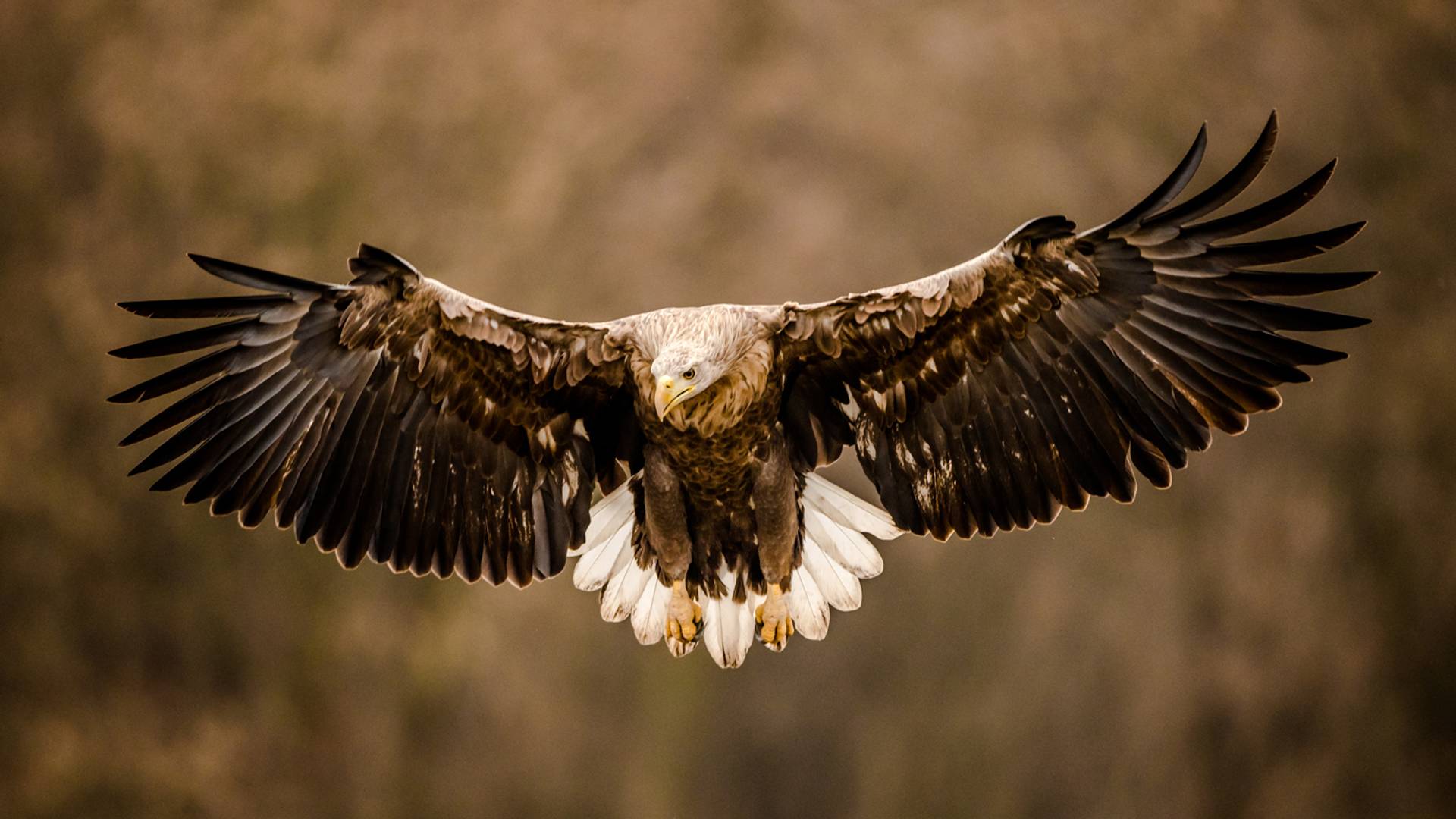 Jedina odrasla ženka orla belorepana je otrovana i Srbija to mora da zna