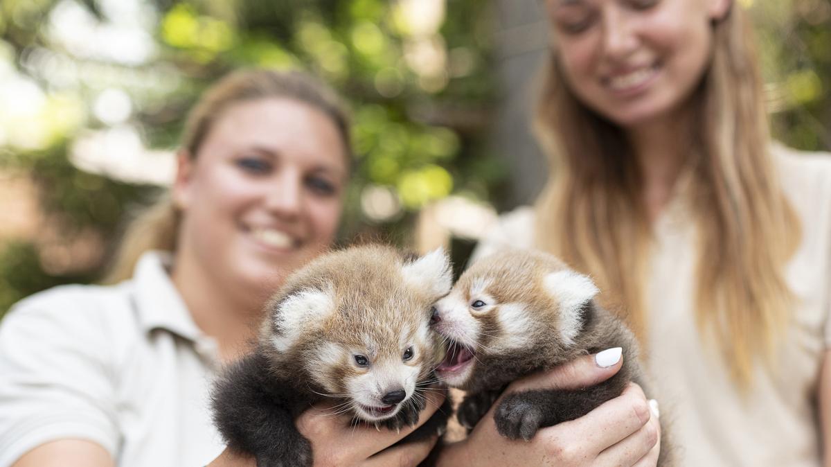 Világi cukik a Nyíregyházi Állatpark új vörös panda bébijei - Blikk