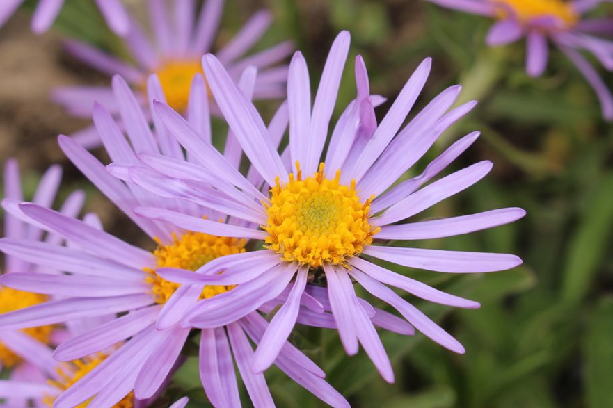 Aster alpejski - RukiMedia/stock.adobe.com