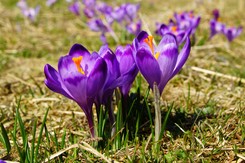 Sezon na krokusy lada moment. Gdzie rosną krokusy? Najlepsze miejsca w Polsce