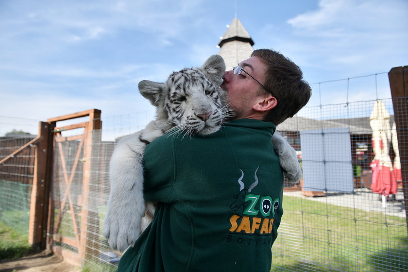 Szczepienie tygrysów w zoo w Borysewie