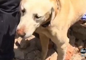 609662_pas-printskrin-je-iz-ovog-abc-news-videa