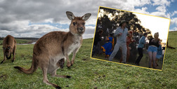 Brazylijski naukowiec wyjaśnia zachowania kangurów za pomocą... tańca