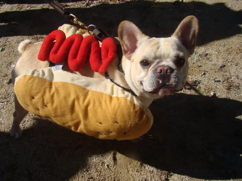 hotdog