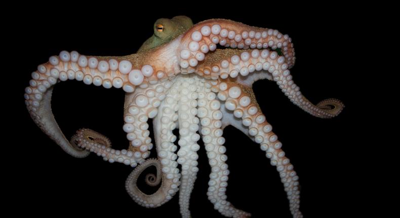 Octopuses can out-think humans on some things.