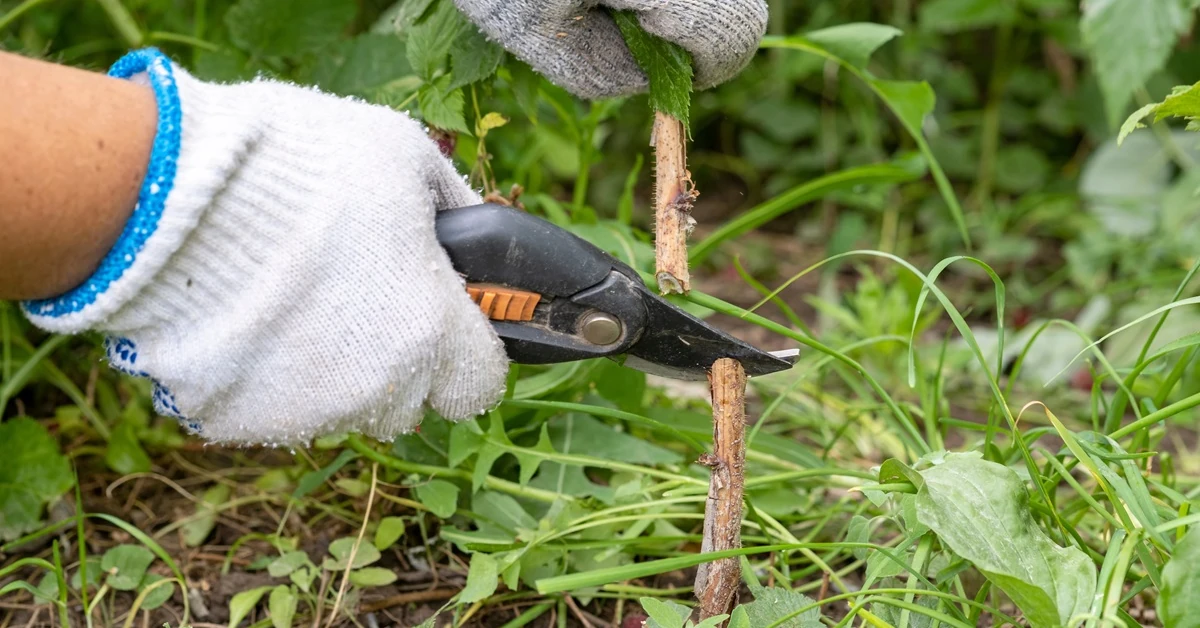 Zrób to do końca listopada. W przyszłym roku krzaki malin obsypią się owocami