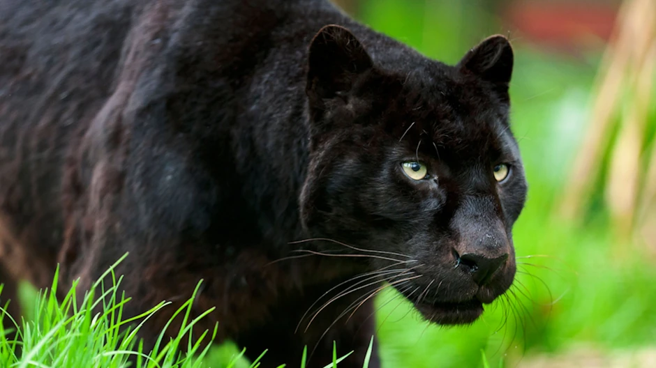 Misterija crnog pantera