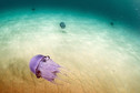 ITALY NATURE (Jellyfishes close to Sardinia's Coast)