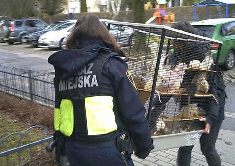 Szczury zostały przekazane fundacji po interwencji straży miejskiej