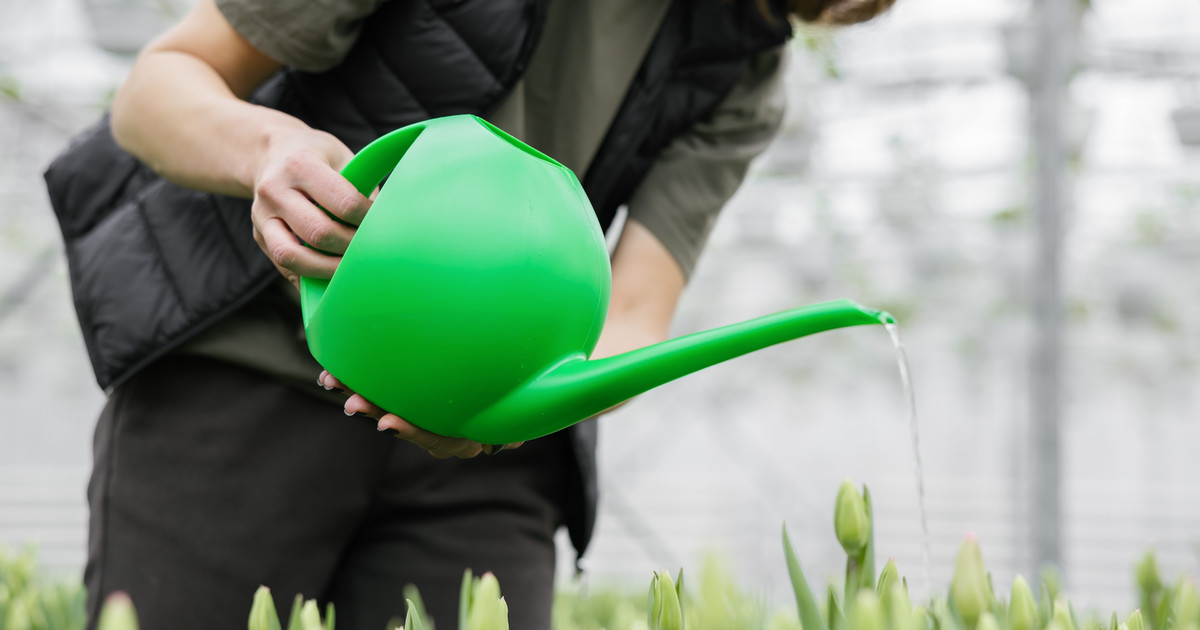 Place it in a watering can.  Watering will be easier and more effective